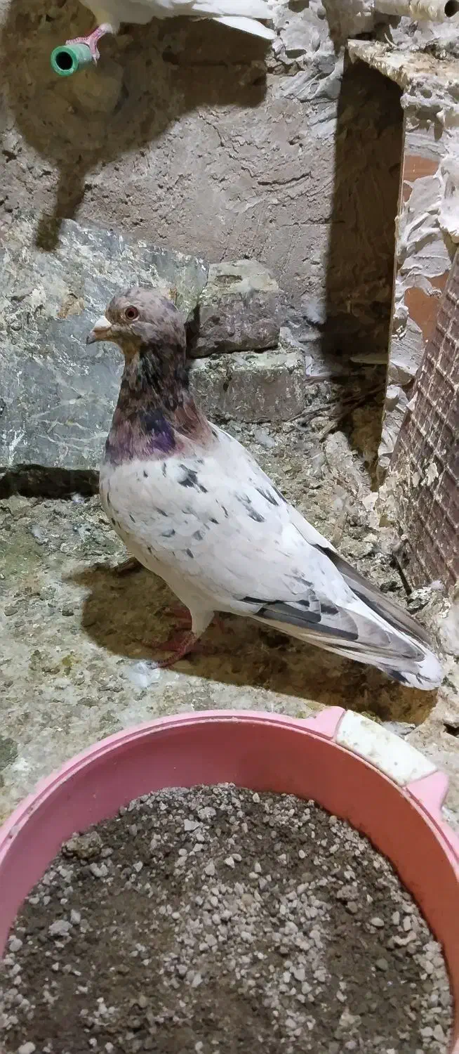 کفتر پلاکی|لوازم جانبی حیوانات|تهران, هفده شهریور|دیوار