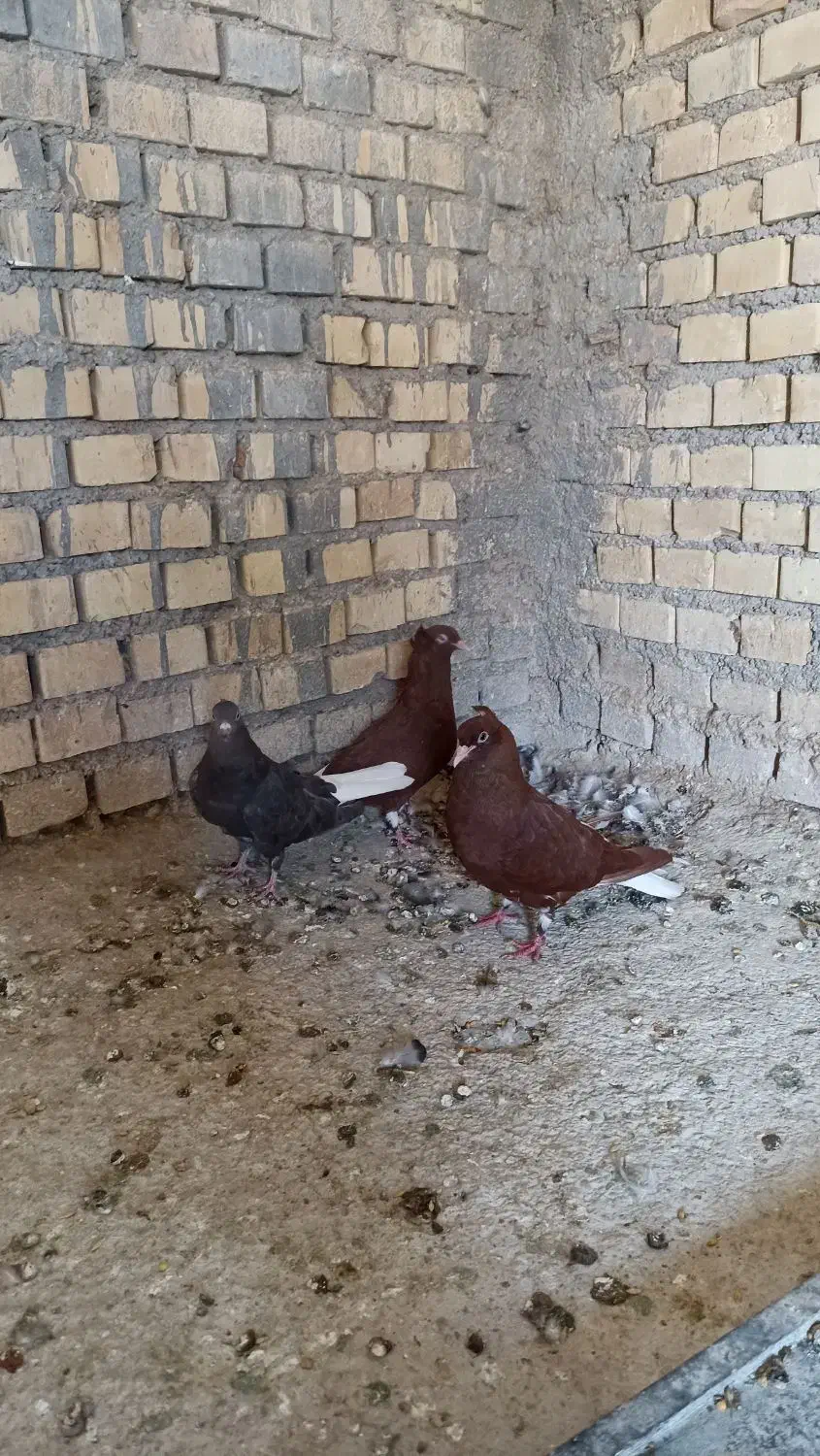 دمسفیدماده|پرنده|خرمشهر, |دیوار