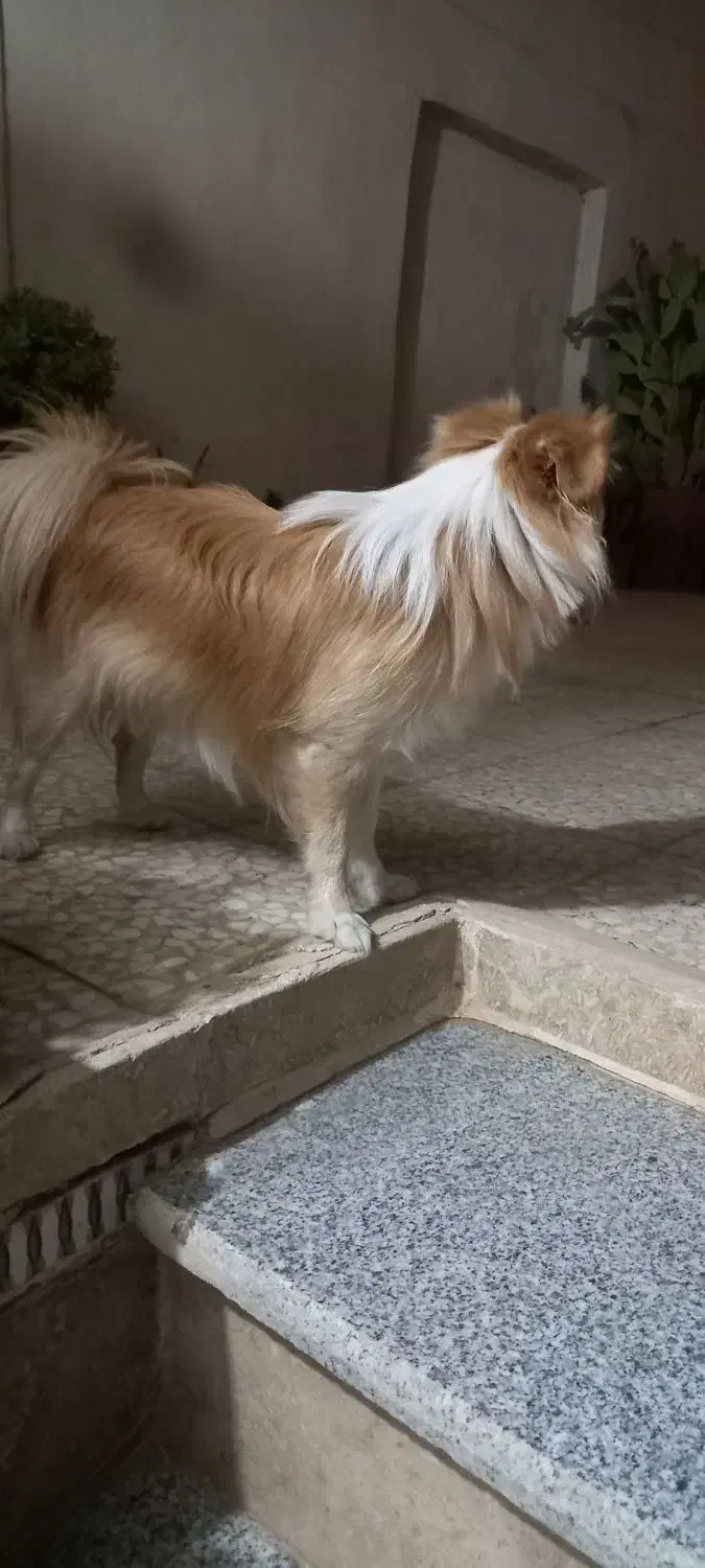 سگ پا کوتاه|سگ|قم, نخودی|دیوار