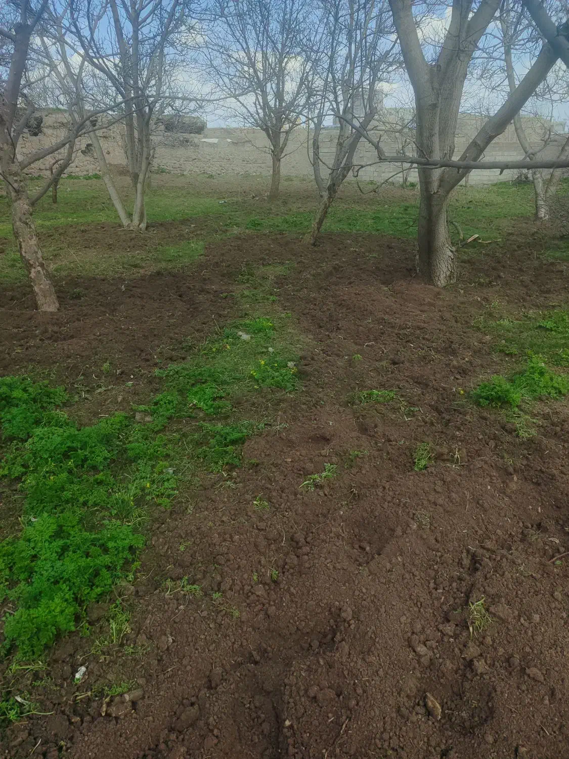 هرس وشخم پای درختان توسط دانشجوباغبانی|خدمات باغبانی و درختکاری|مشگین شهر, |دیوار