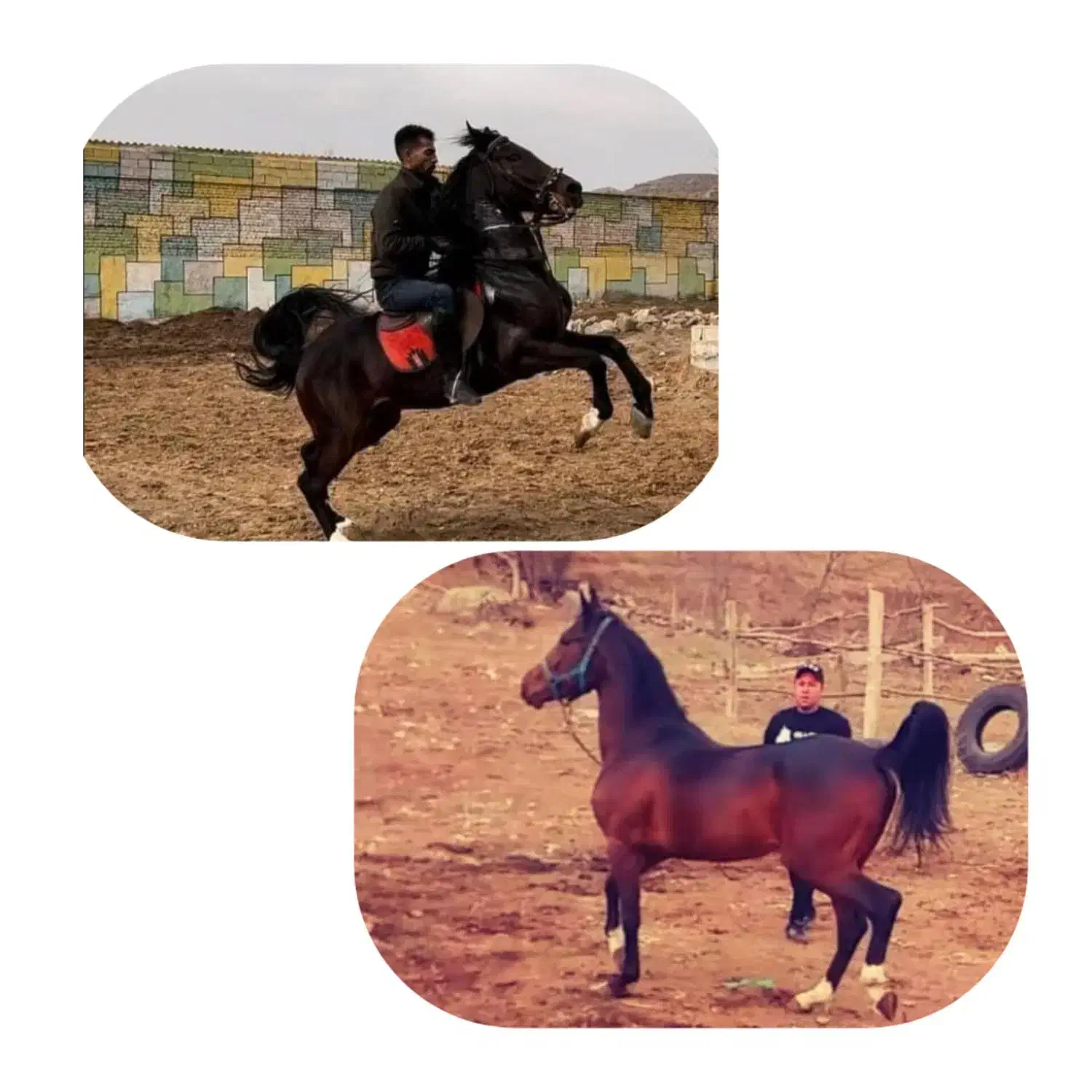 اسب نریان|اسب و تجهیزات اسب‌سواری|سراب, |دیوار