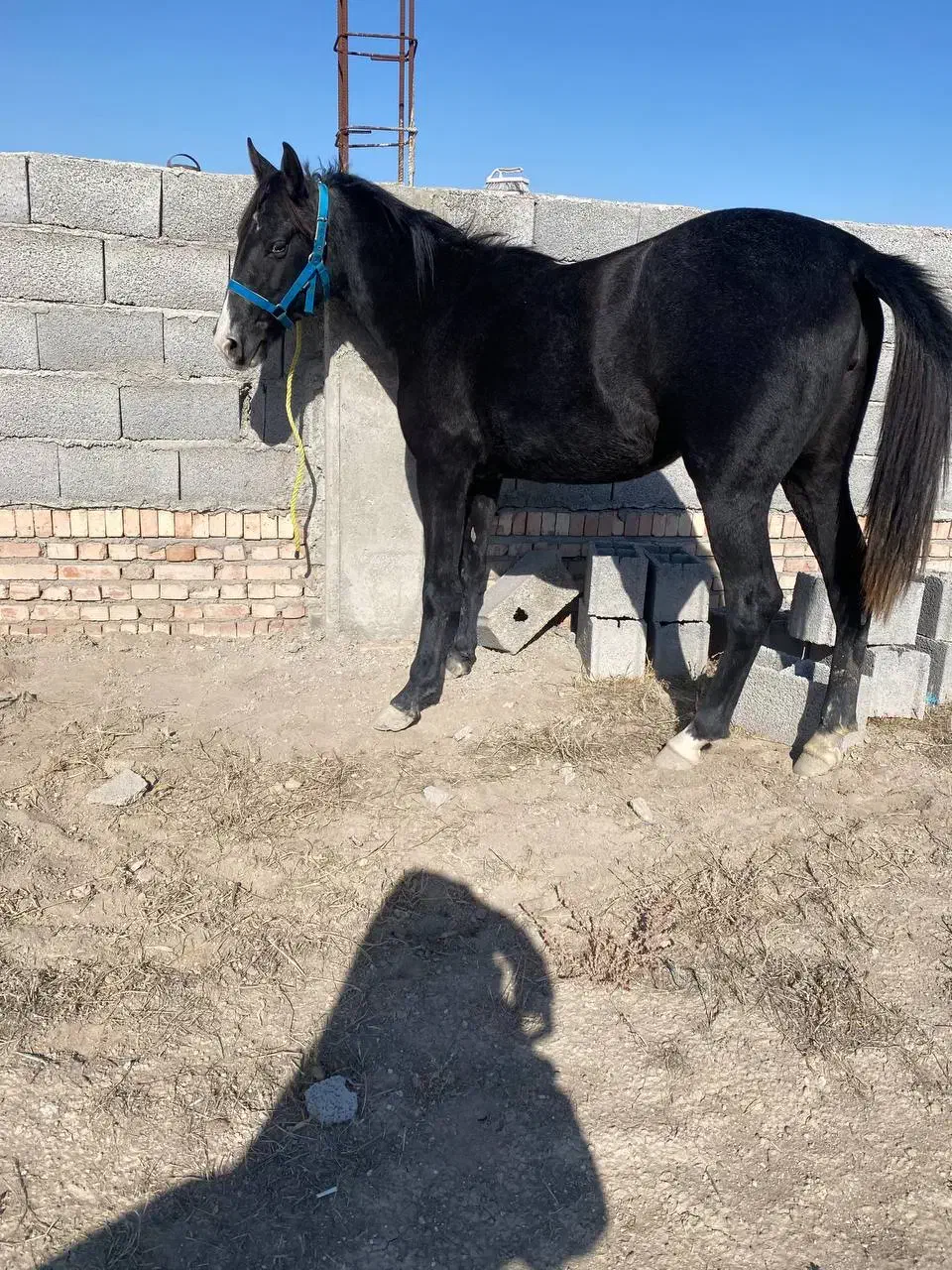 کره  مادیان|اسب و تجهیزات اسبسواری|اردبیل, |دیوار