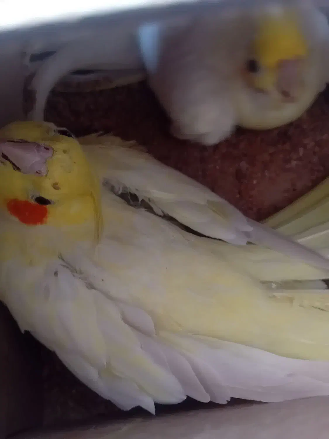 چند جفت مولد روی تخم|پرنده|بجنورد, |دیوار