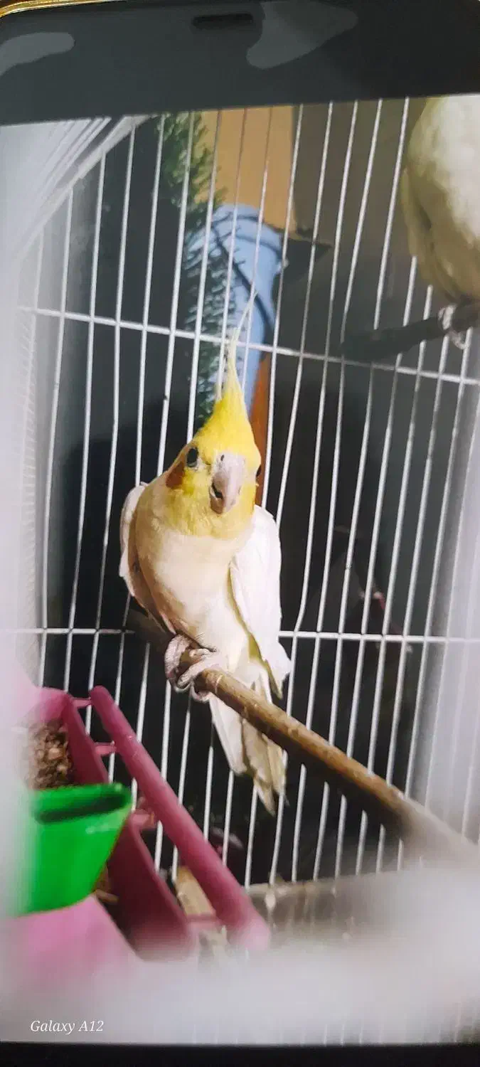 یک جفت|پرنده|اهواز, کمپلو جنوبی|دیوار