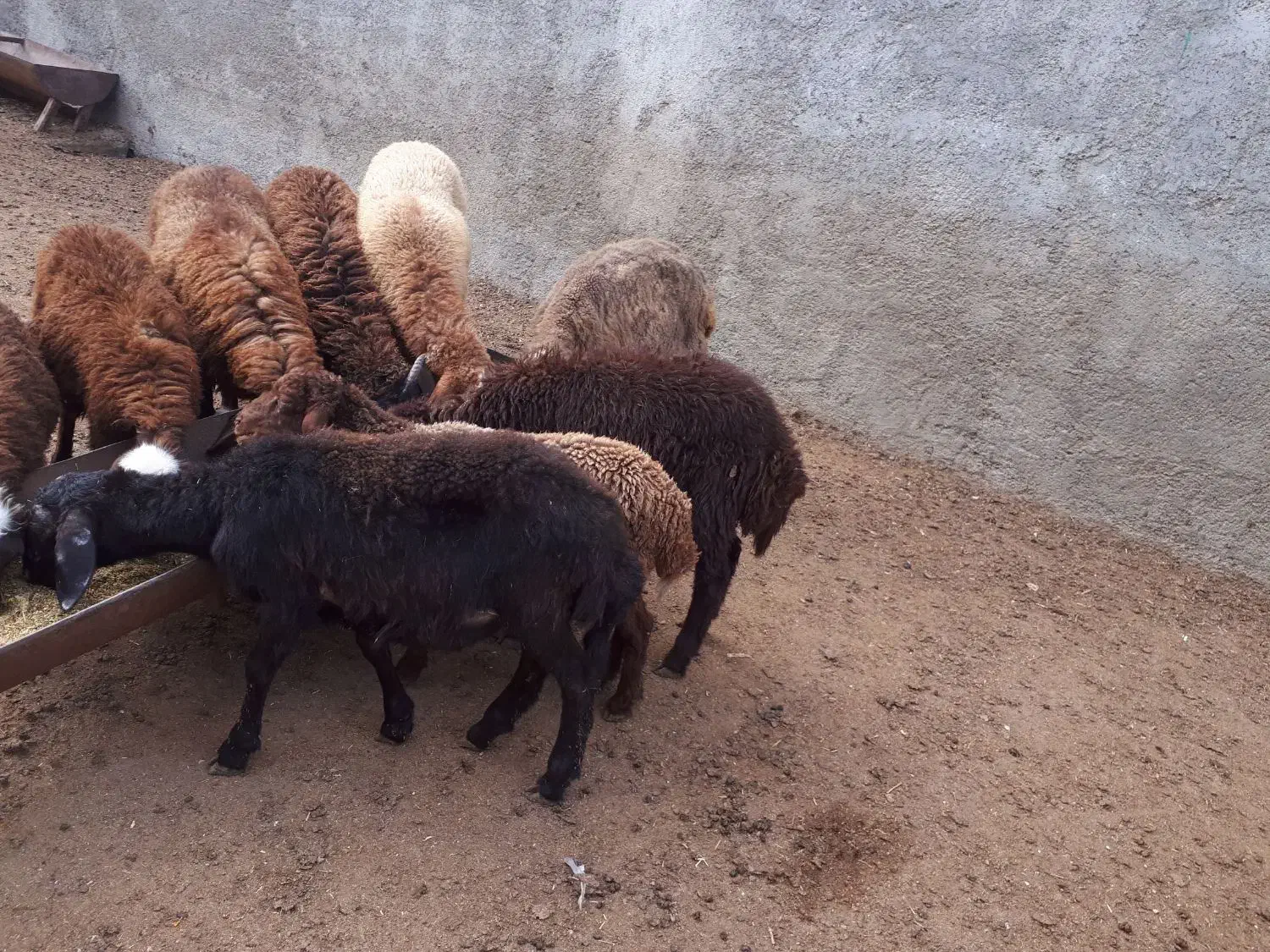 ّبره نر داشتی|حیوانات مزرعه|بندر ترکمن, |دیوار