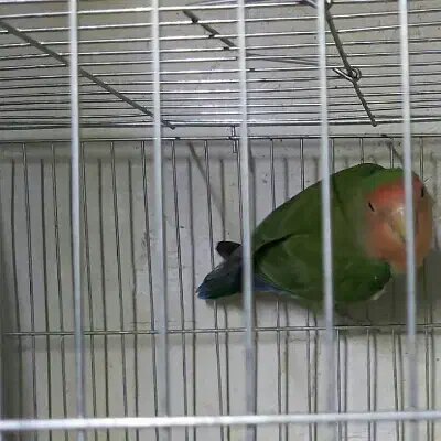 طوطی|پرنده|قزوین, |دیوار