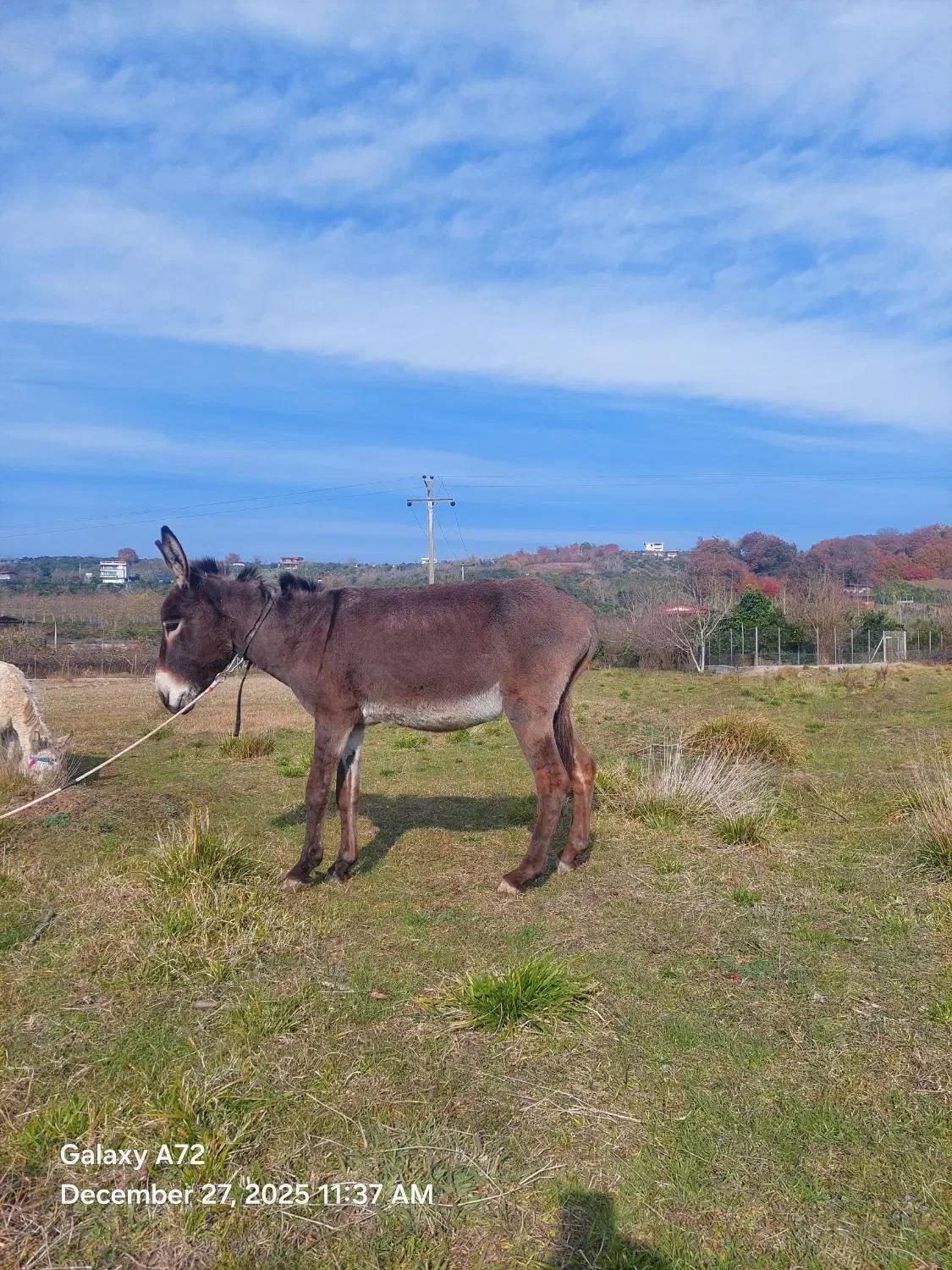 خر نر|حیوانات مزرعه|قائمشهر, |دیوار
