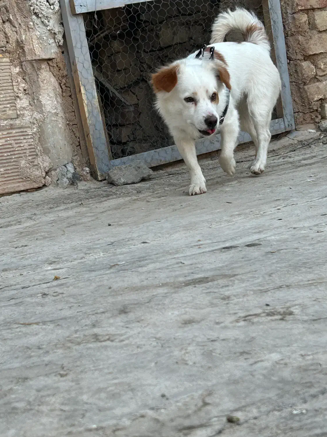 یک جفت سگ آپارتمانی|سگ|لنجان, |دیوار