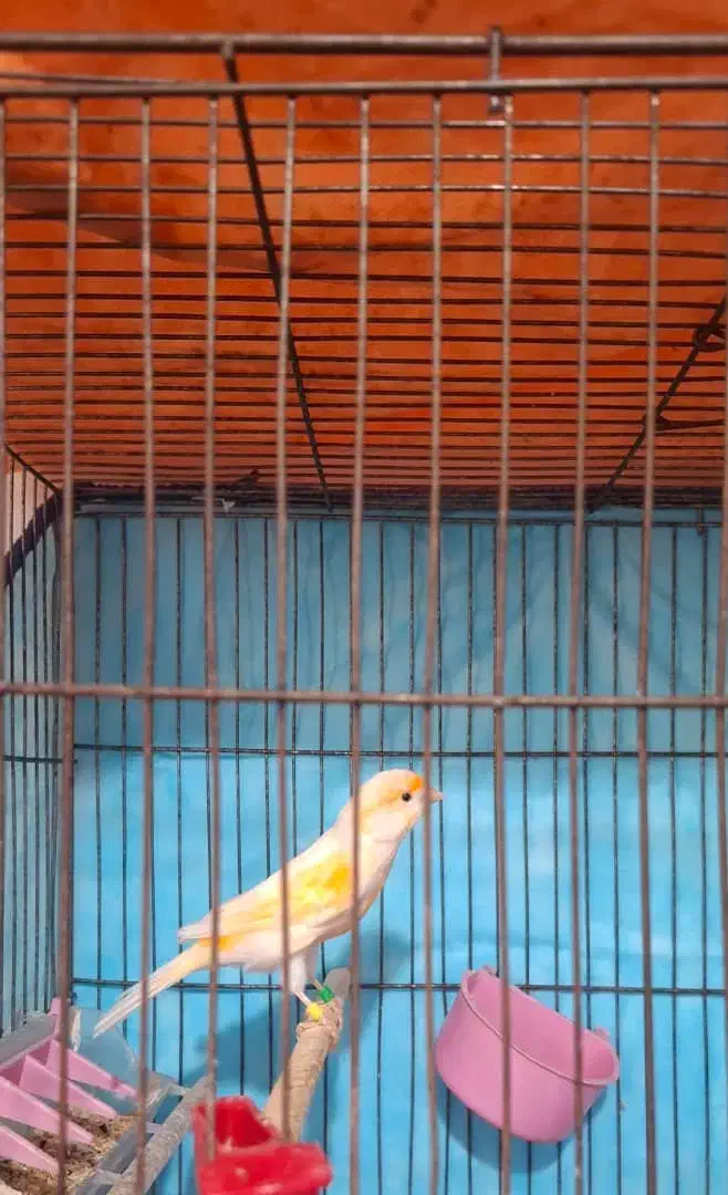 قناری نر موزاییکی|پرنده|قزوین, |دیوار