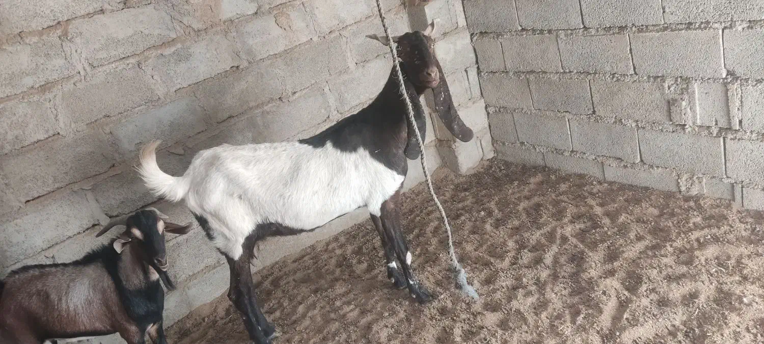 بز کاموری با بز سومال|حیوانات مزرعه|مهرستان, |دیوار