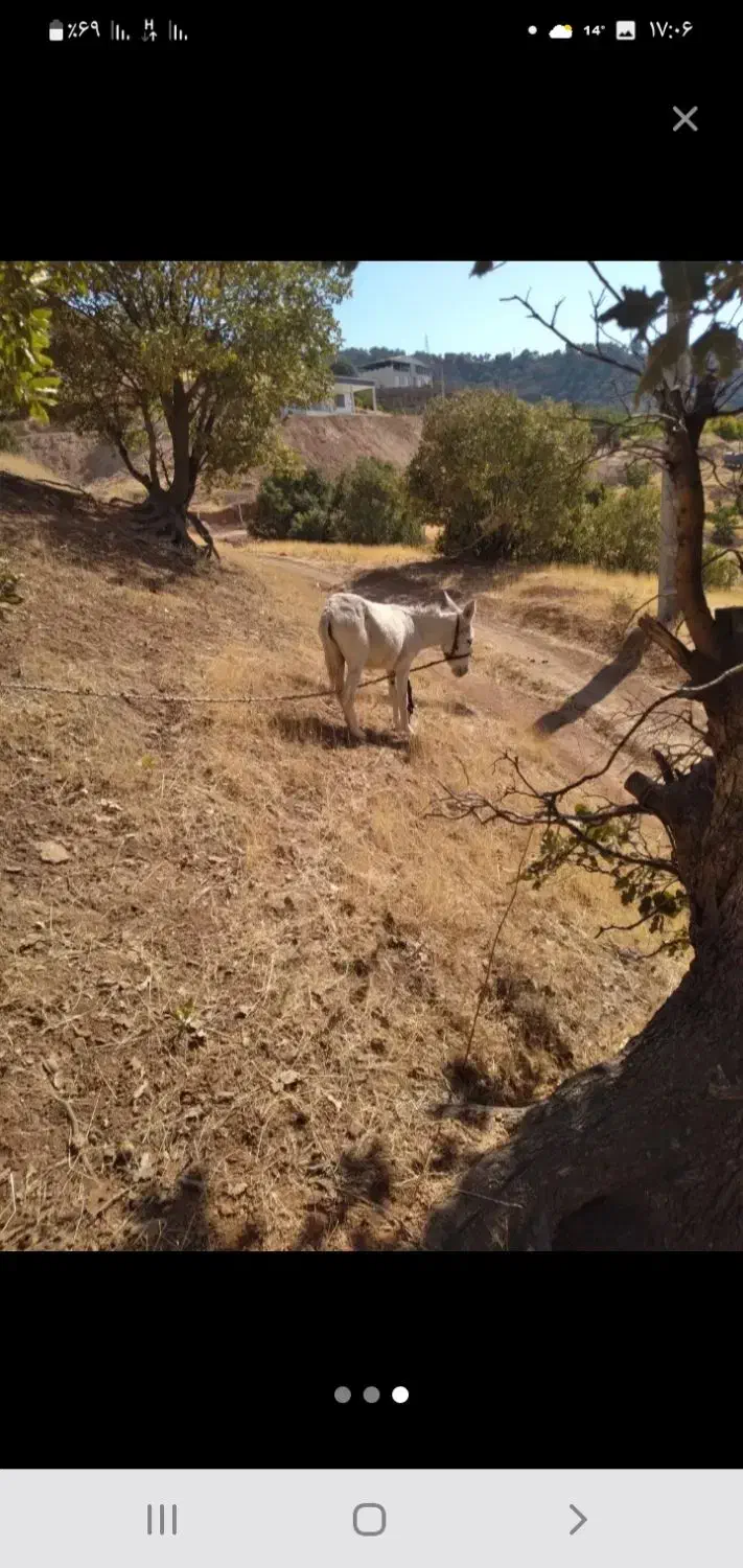 خر دوسال نر هست برناموس کسی۰که الکی زنگ بزنه|حیوانات مزرعه|پاپی, |دیوار