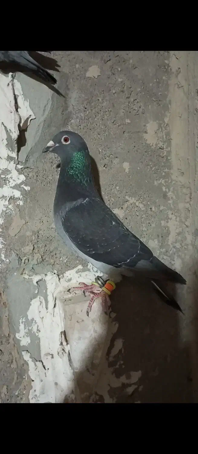 کبوتر چاپی|پرنده|زهک, |دیوار