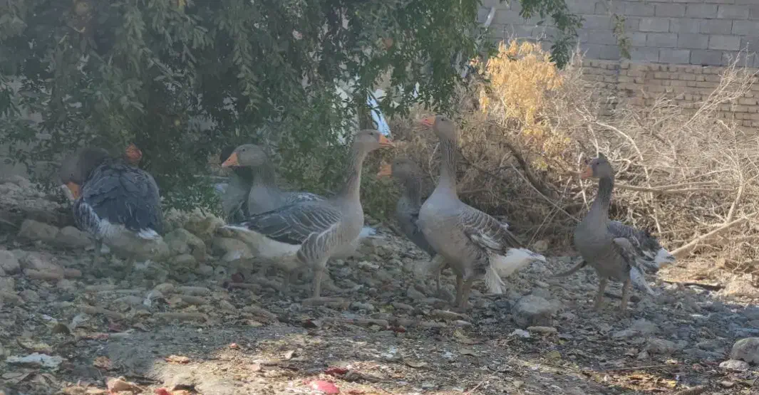 غاز محلی|حیوانات مزرعه|شیراز, بید زرد|دیوار