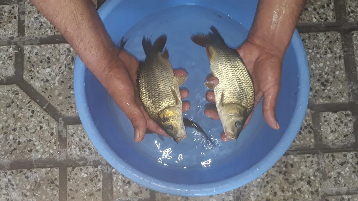 بچه ماهی کپور و آمور و غیره....|ماهی|اصفهان, الهیه|دیوار