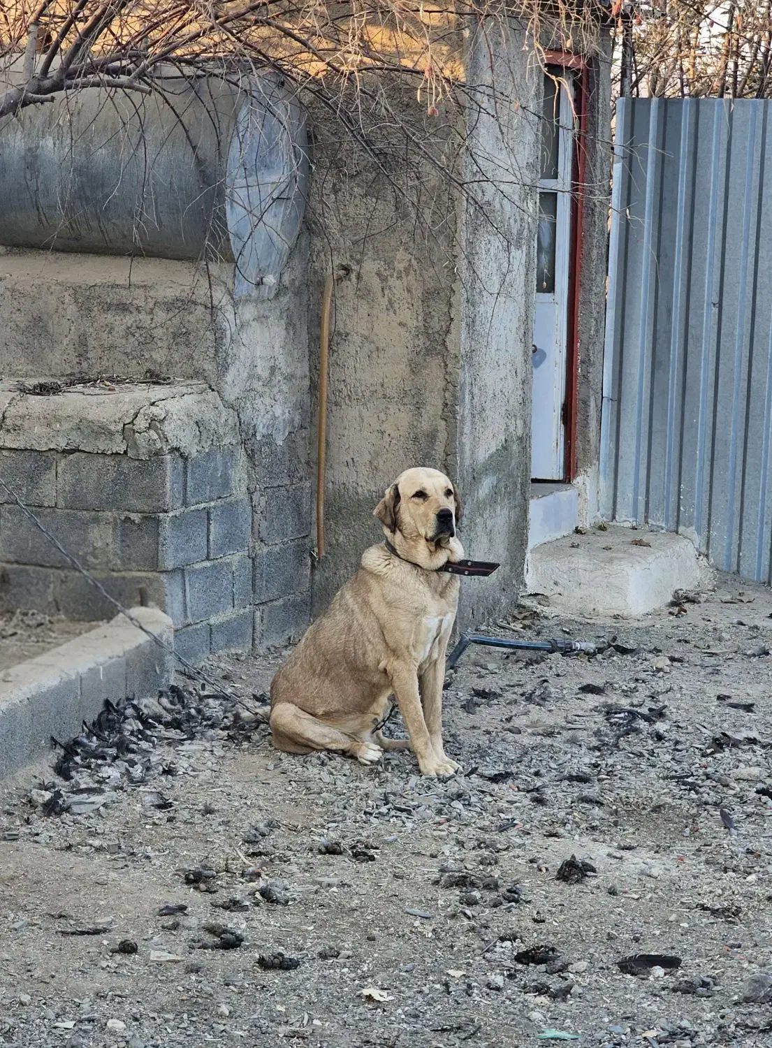 سگ پژدر|سگ|سنندج, |دیوار