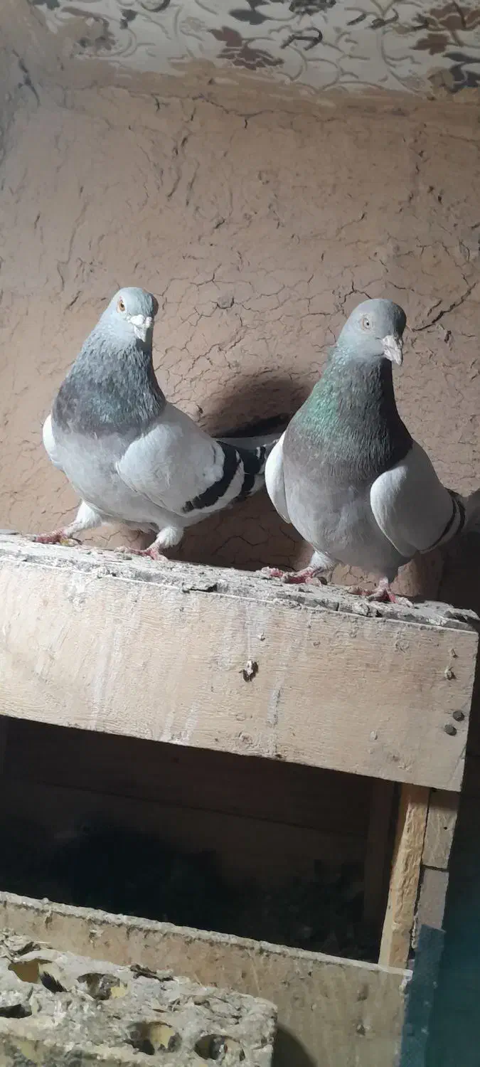 کبوتر|پرنده|امیدیه, |دیوار