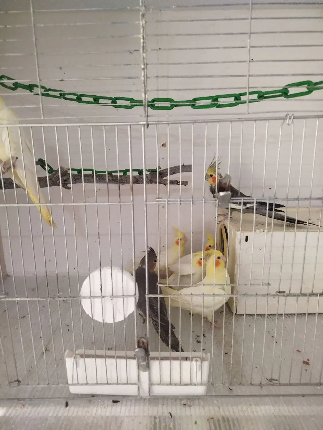 عروس هلندی جوجه و مولد|پرنده|میانه, |دیوار