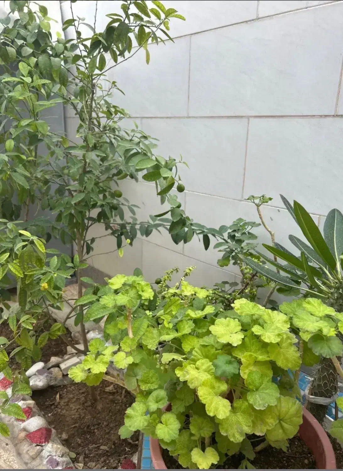 فروش منزل ویلایی در بلوار دولت غربی|فروش خانه و ویلا|شیراز, تندگویان|دیوار