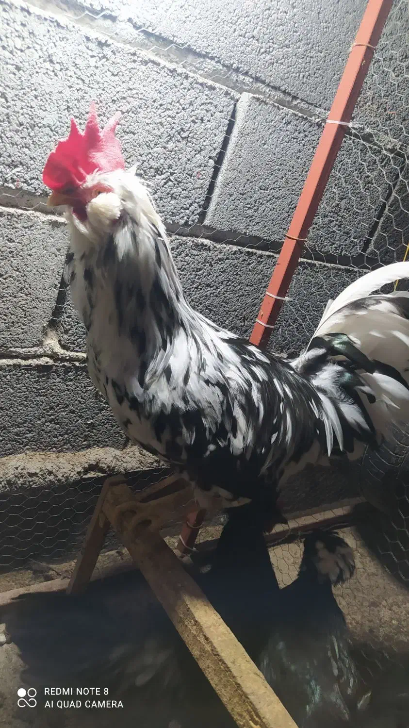 خروس ریش گلین|حیوانات مزرعه|گمیشان, |دیوار