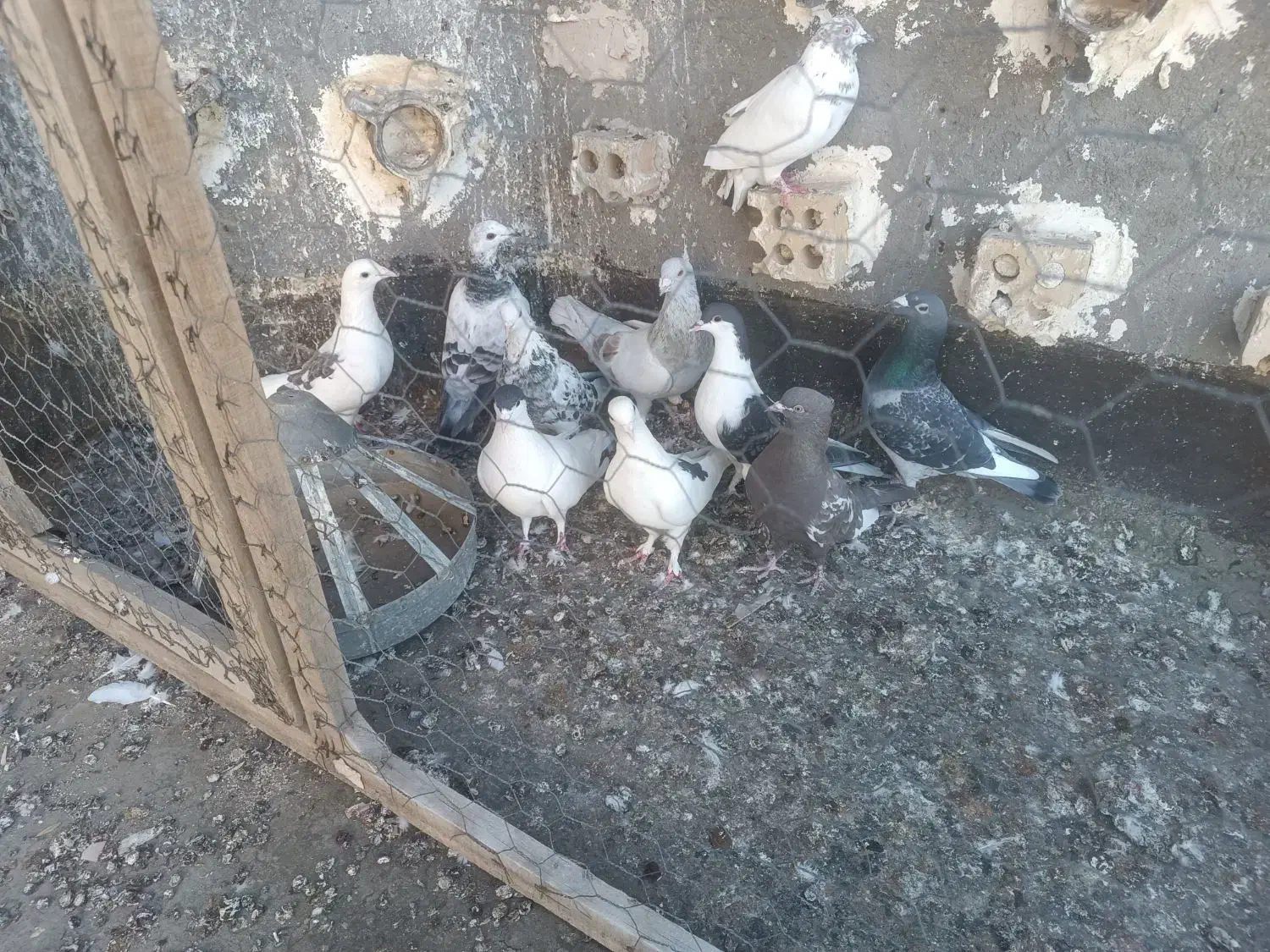 کفترصید|پرنده|مشهد, نیزه|دیوار