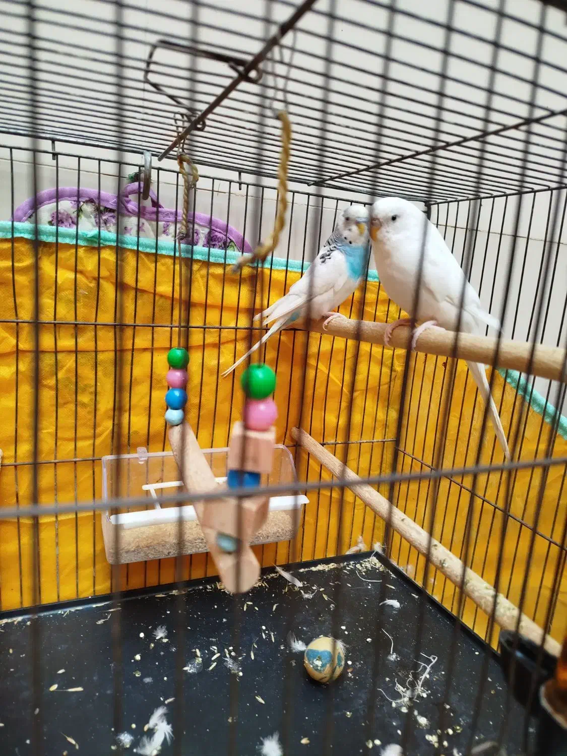 مرغ عشق|پرنده|حمیدیا, |دیوار