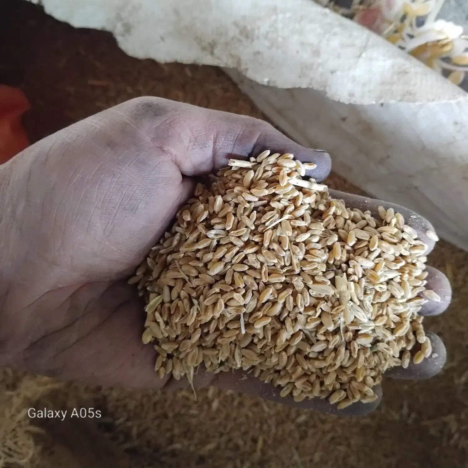 گندم پیشگام|خدمات باغبانی و درختکاری|طاغنکوه, |دیوار