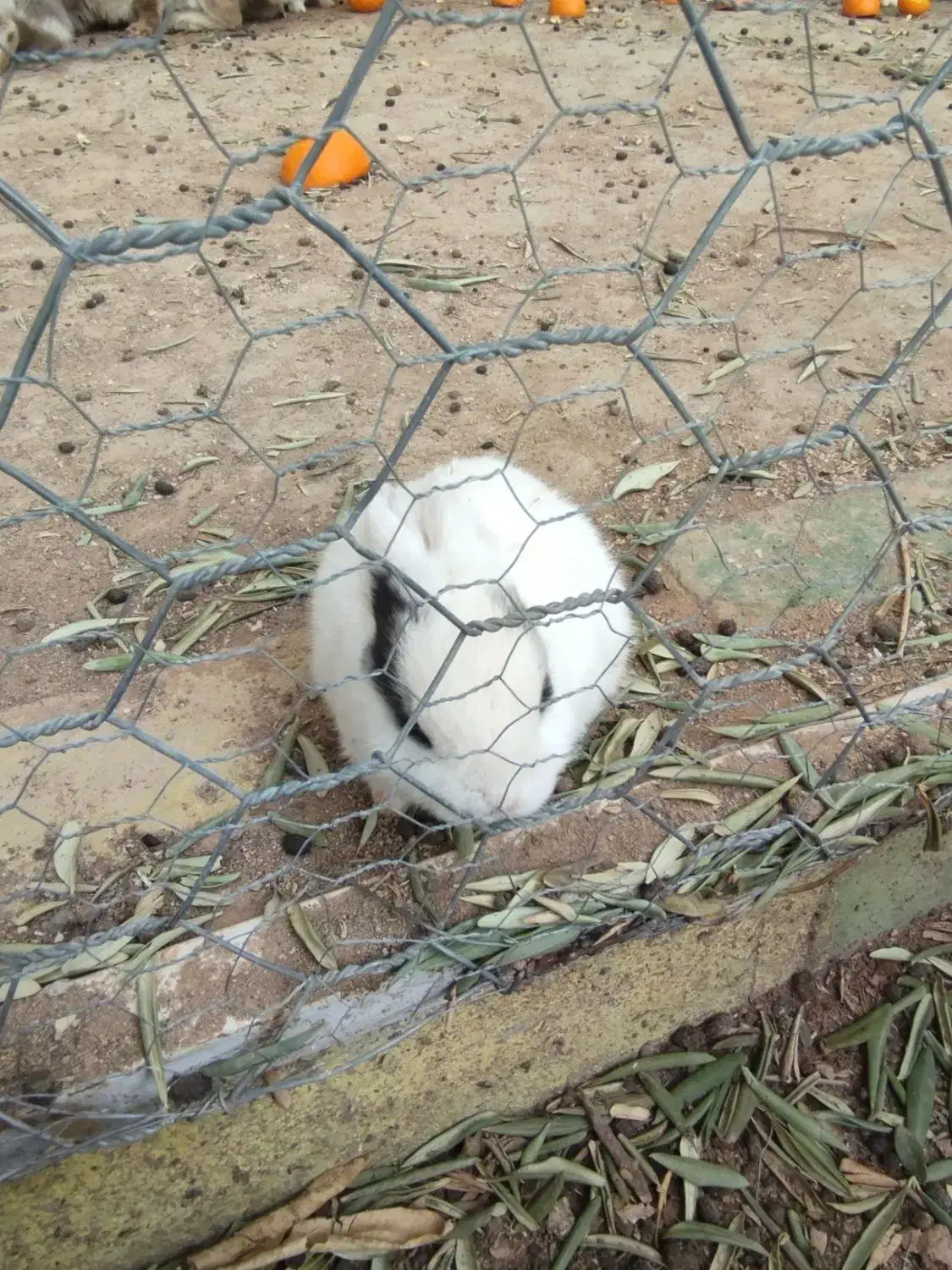 بچه خرگوش|موش و خرگوش|حمیدیا, |دیوار