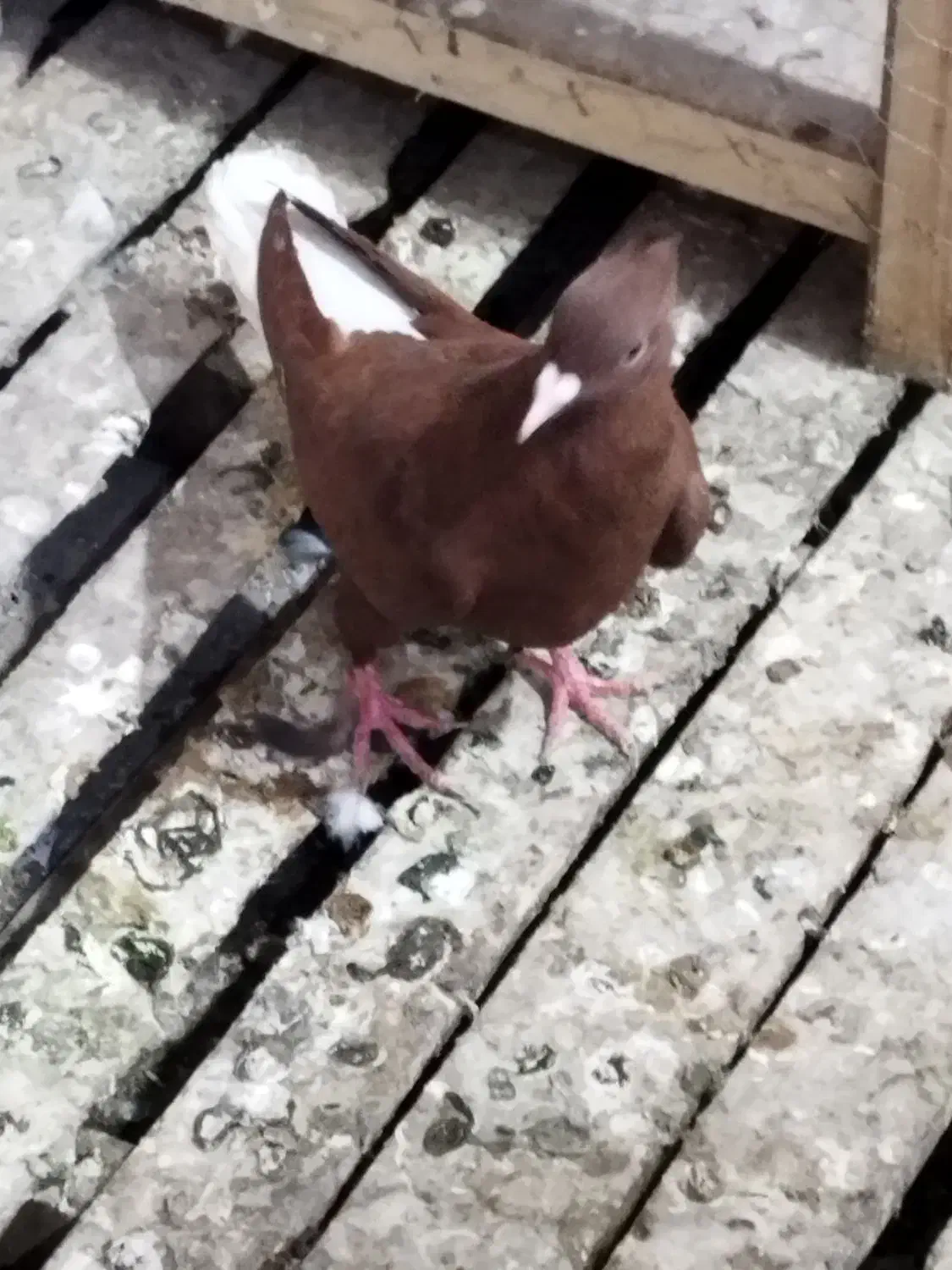 ماده سورخ دوم سفید درج یک|پرنده|سوسنگرد, |دیوار