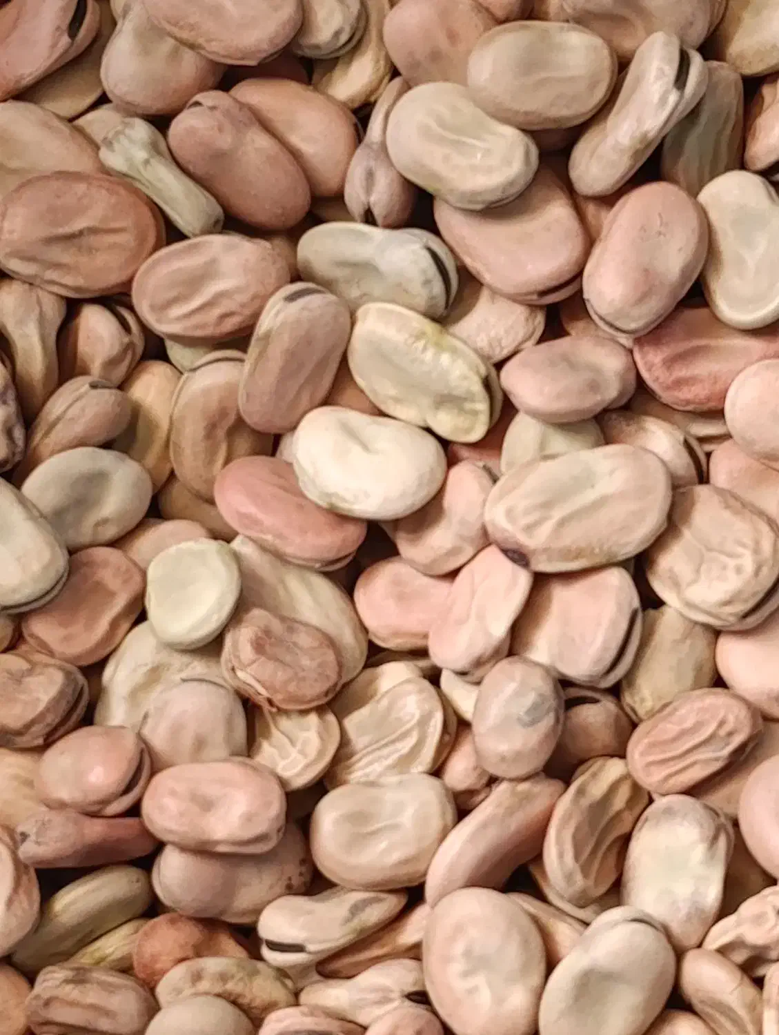 باقلا باقالی|عمده‌فروشی|برازجان, |دیوار