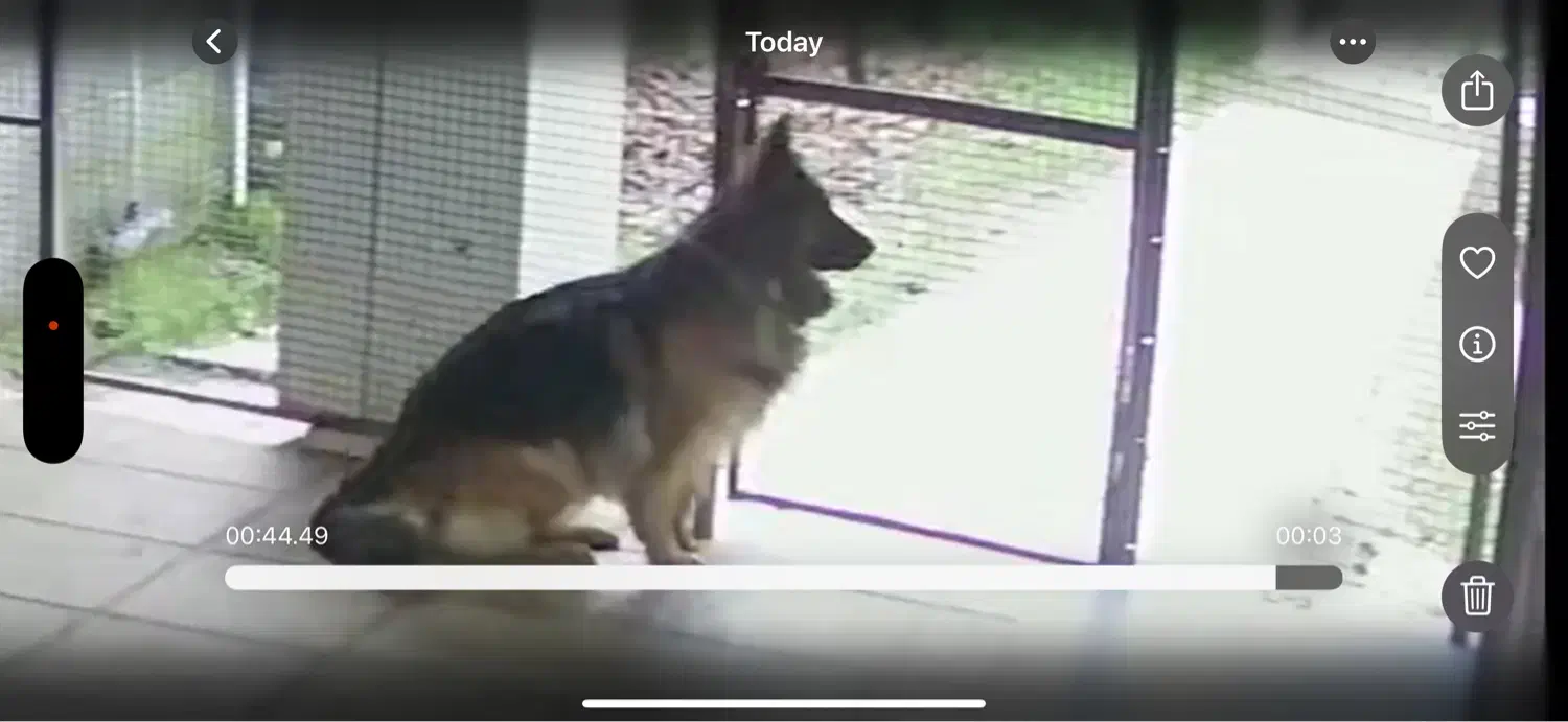 سگ ژرمن ماده گمشده|حیوانات|شیرگاه, |دیوار