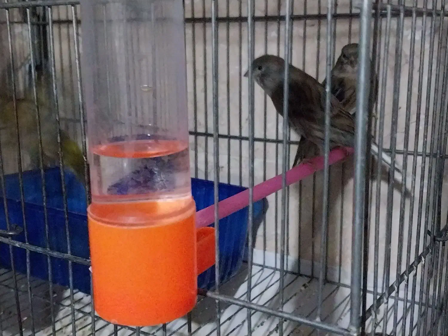 قناری سرخ دارچینی سوخته سرخ طوسی   فسفری سبز،چمنی،|پرنده|شاهین‌شهر, شهرک ردانی پور|دیوار