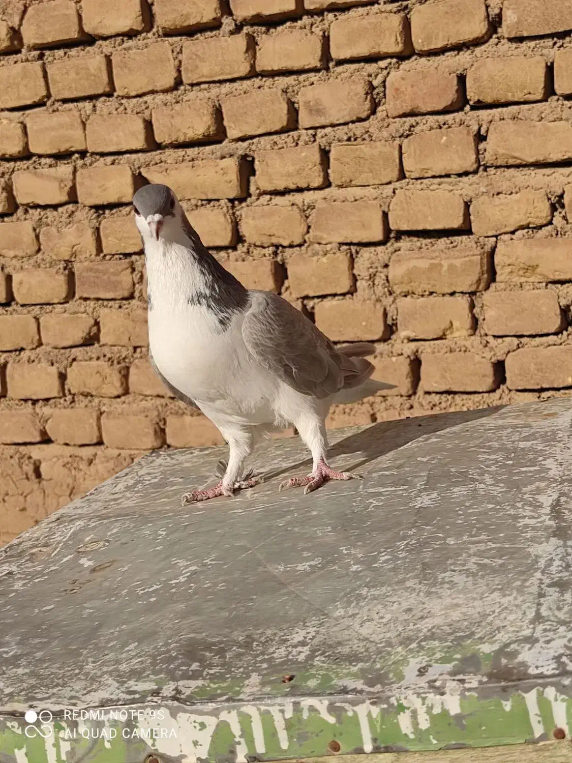 ساده|پرنده|شاهرود, |دیوار