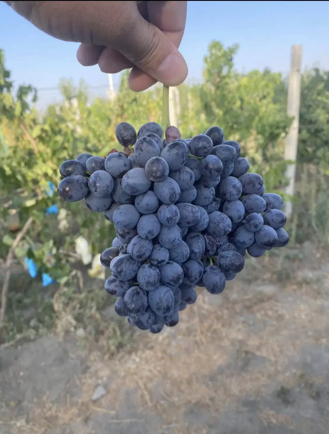 باغ انگور و میوه|فروش زمین و ملک کلنگی|محمدبار, |دیوار