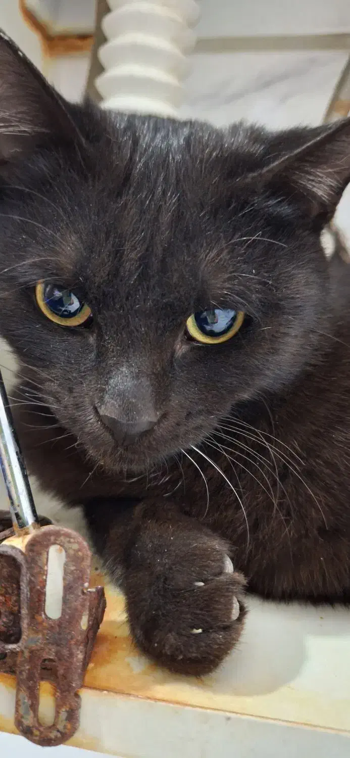 گربه|گربه|قم, چهار امامزاده|دیوار