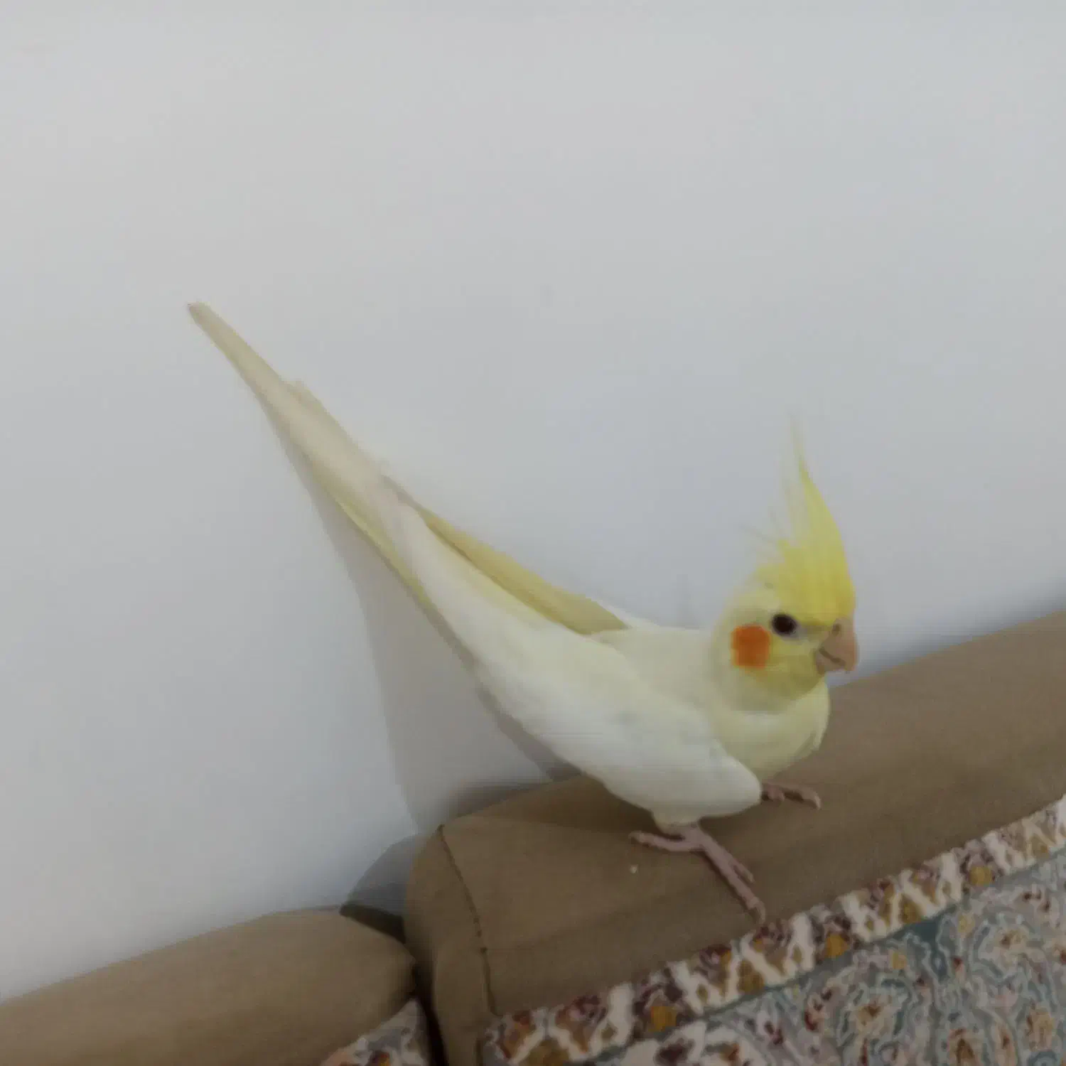 عروس هلندی|پرنده|آبادان, |دیوار