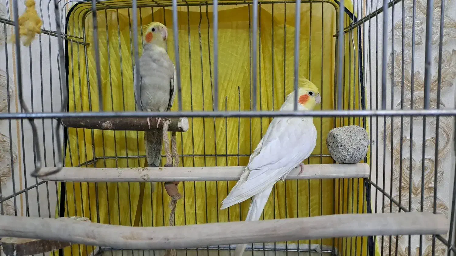 جفت عروس هلندی|پرنده|ری, شهید غیوری (ابن باویه)|دیوار