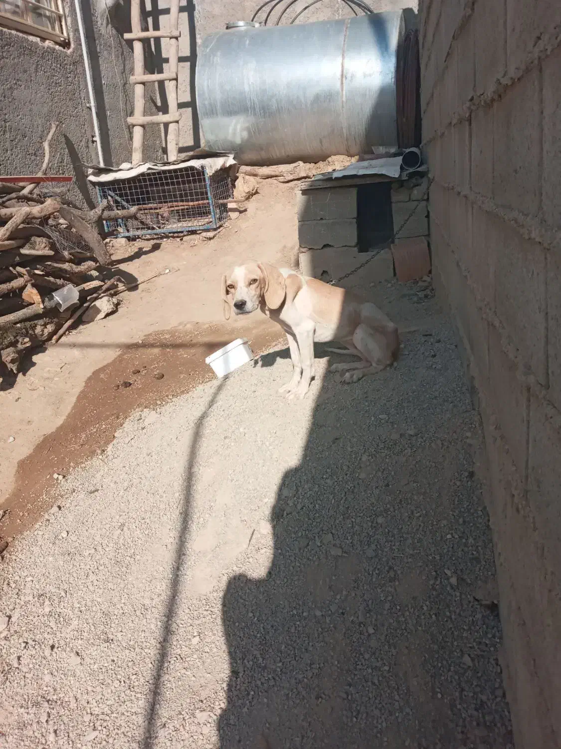 سک دنبلان|سگ|گلی داغ, |دیوار