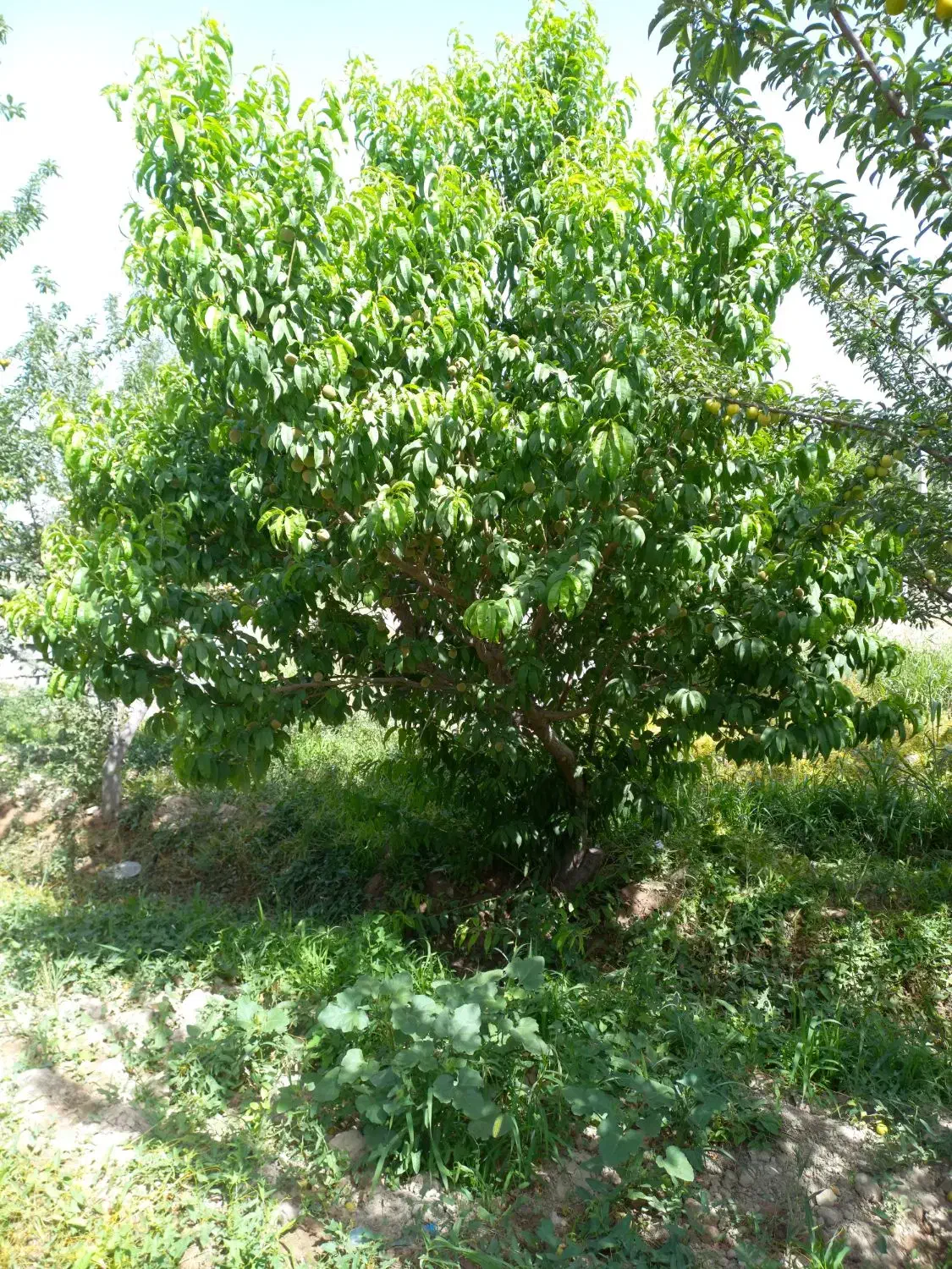 باغ چهاردیواری ۱۵۰۰متر دربهترین لوکیشن دهشادشهریار|فروش دفتر صنعتی، کشاورزی، تجاری|تهران, تهرانسر مرکزی|دیوار