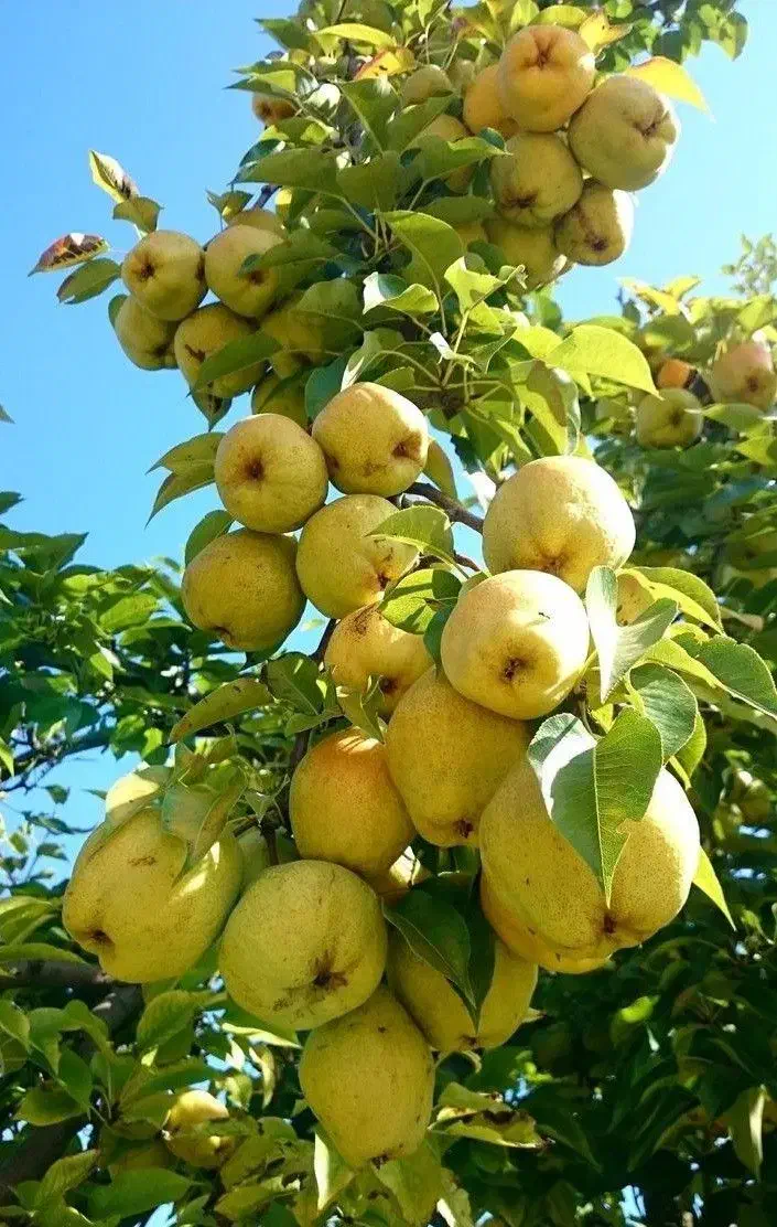 انواع نهال‌های پیوندی، پایه خارجی و بذری همه ارقام|خدمات باغبانی و درختکاری|مریوان, |دیوار