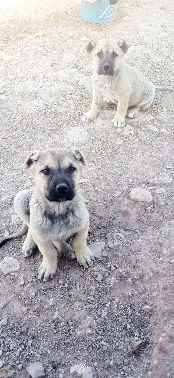 ۲ تا نر سرابی|سگ|میانه, |دیوار