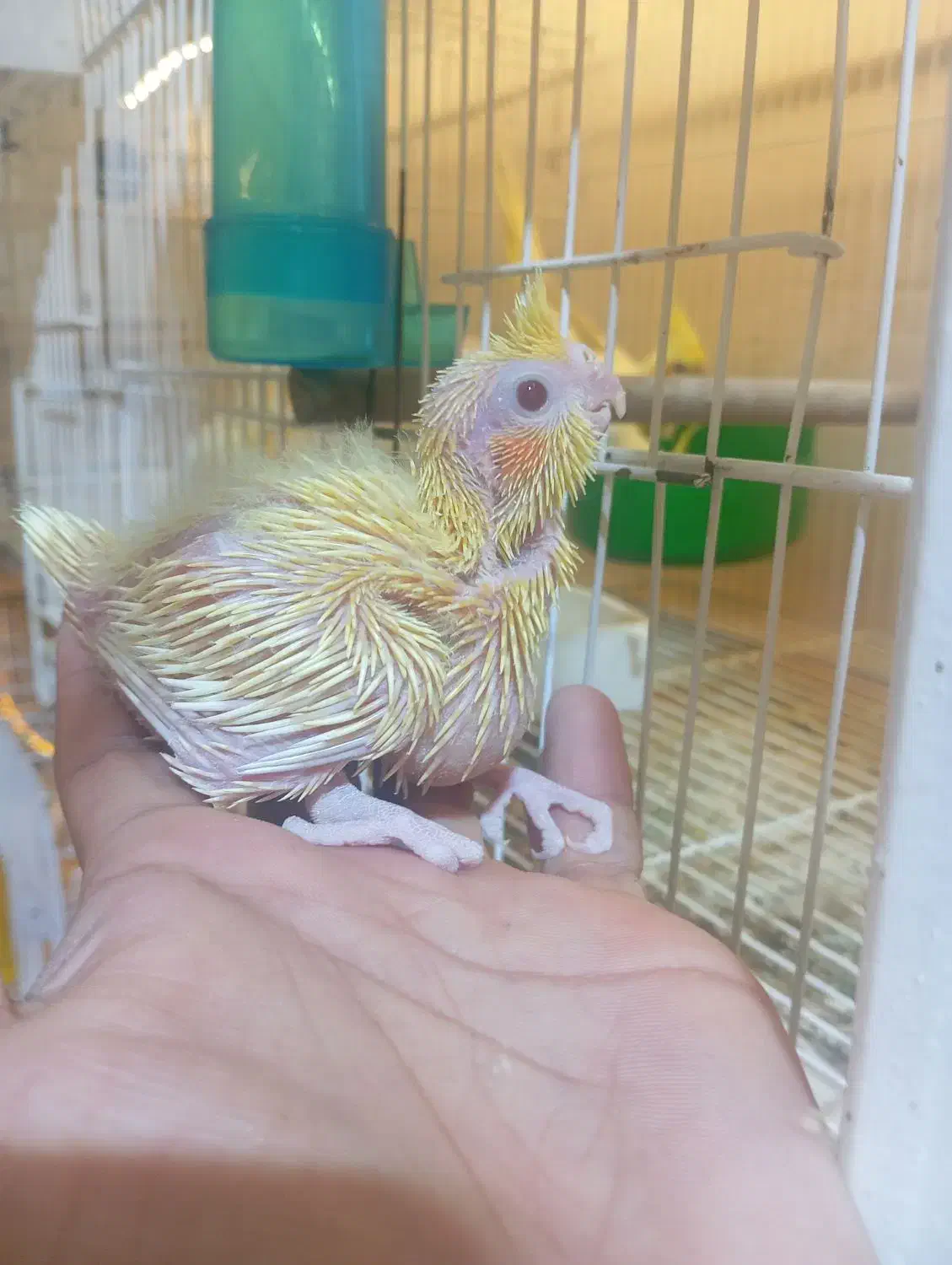 عروس هلندی مولد لوتینو و البینو روی تخم و جوجه|پرنده|زابل, |دیوار