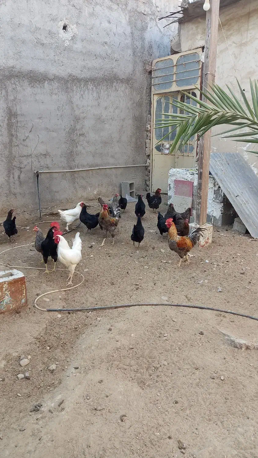 فروش مرغ و خروس محلی، ابپخش|حیوانات مزرعه|آبپخش, |دیوار