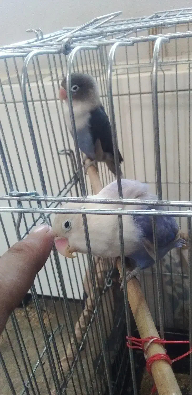 یک جفت کوتوله برزیلی ۶تخمه|پرنده|تهران, ارامنه|دیوار