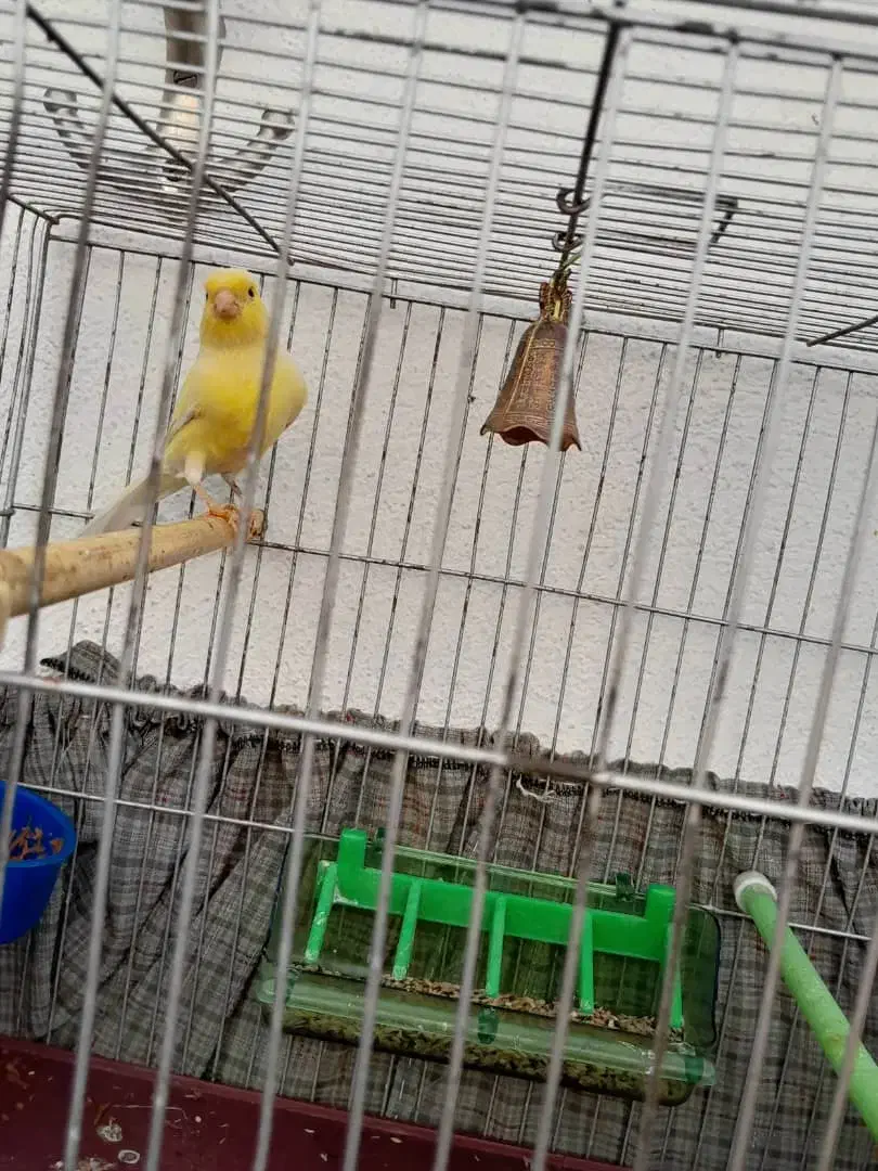 قناری رسمی معمولی قواره دار،رخ دار|پرنده|شهریار, شهریار|دیوار