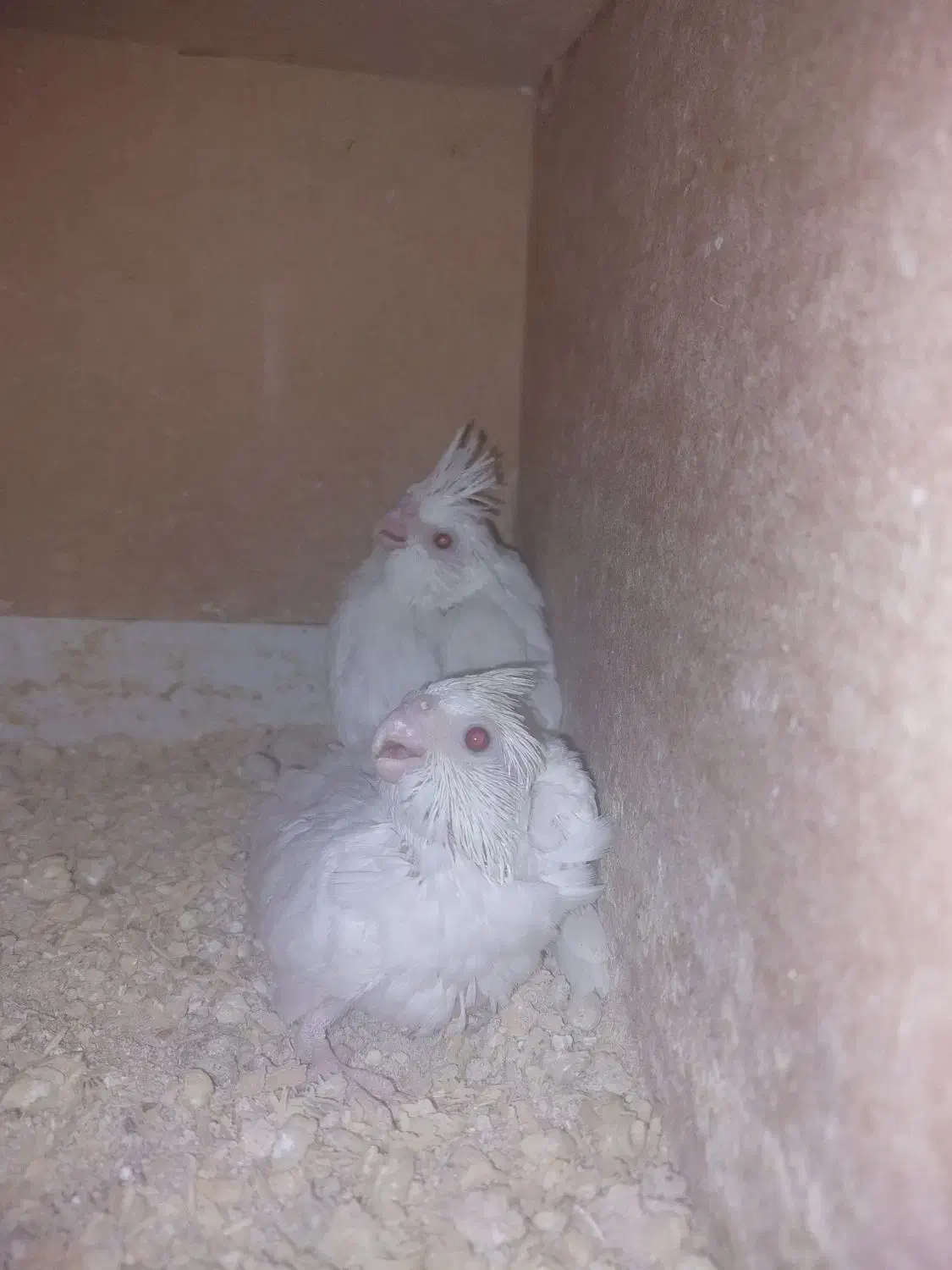 جوجه آلبینوسرلاکی|پرنده|گالیکش, |دیوار