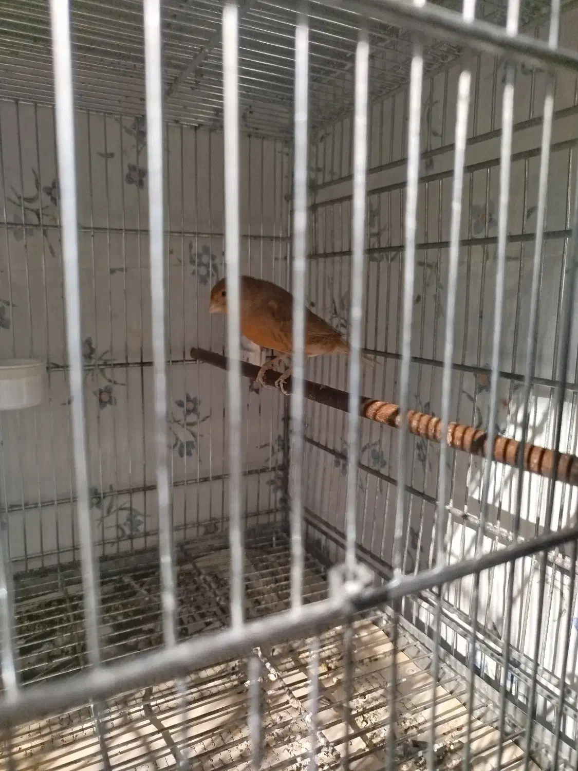 قناری دارچینی ماده|پرنده|اسدآباد, |دیوار