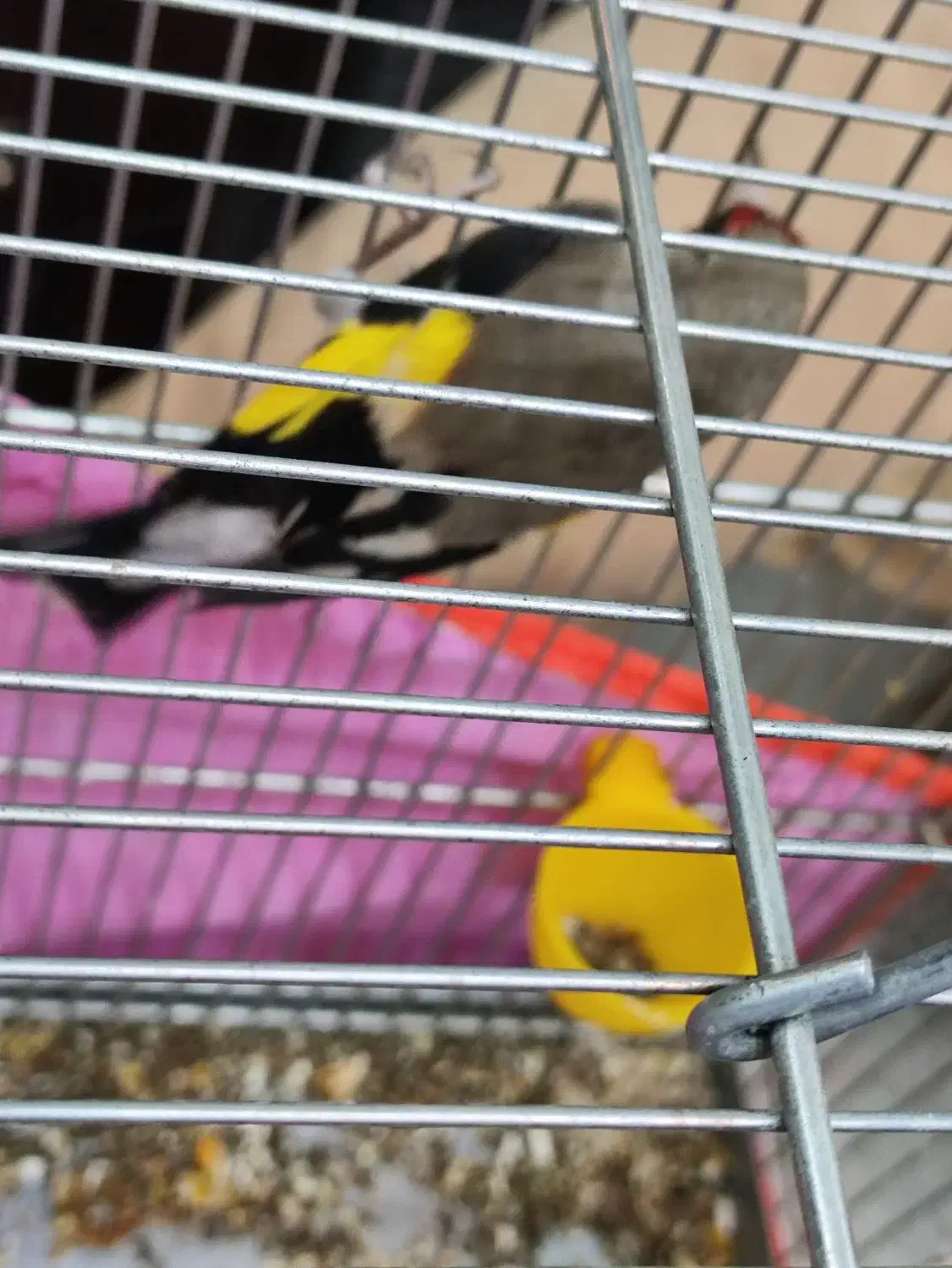 سهره|پرنده|رفسنجان, |دیوار