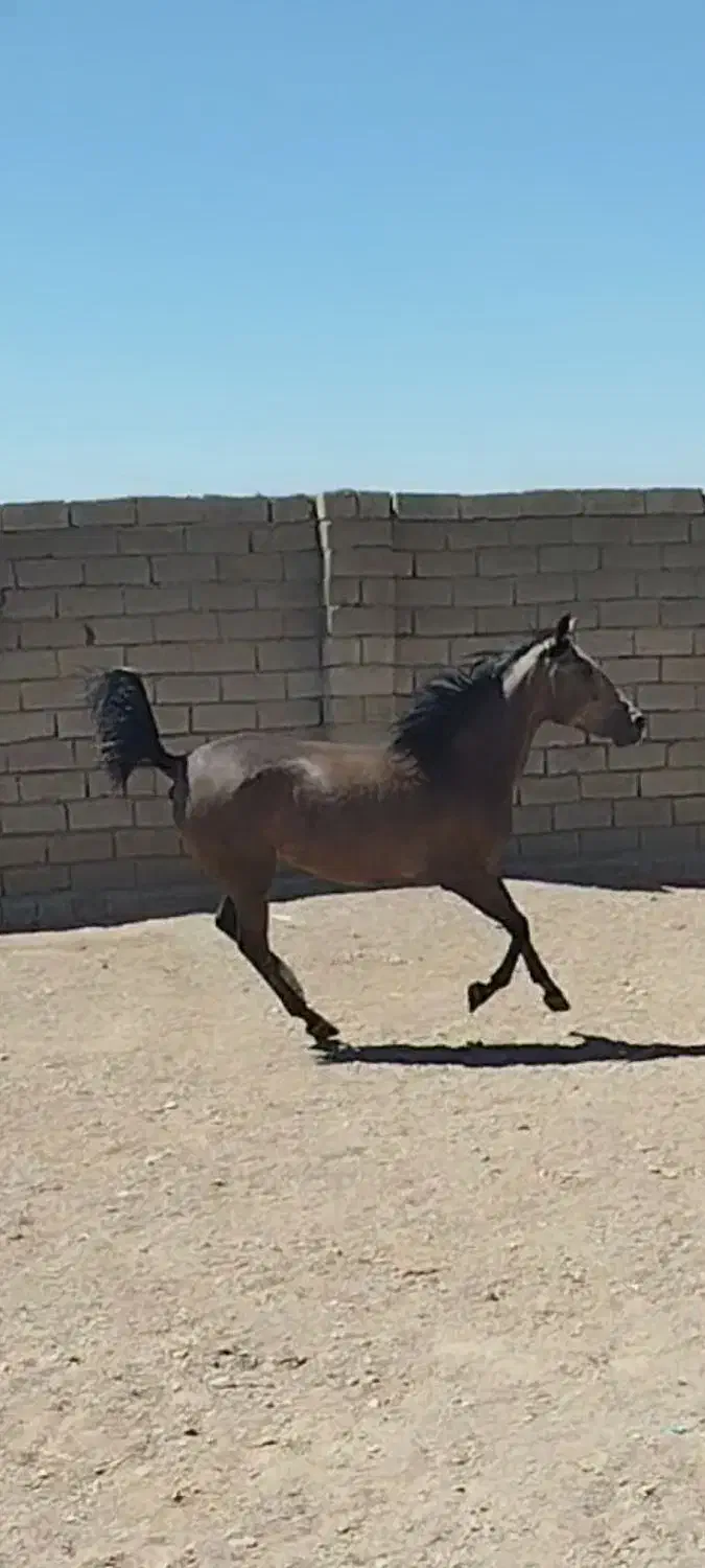 اسب مادیان کورد|اسب و تجهیزات اسب‌سواری|فامنین, |دیوار