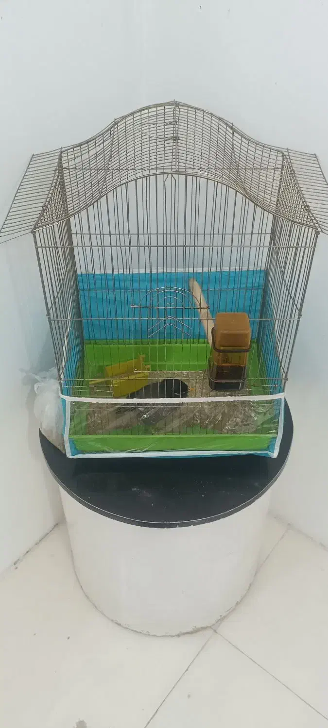 مرغ مینا|پرنده|مشهد, عامل|دیوار