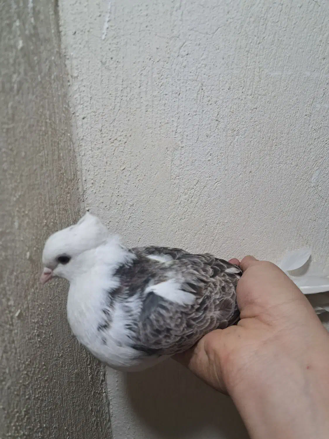 تعدادی کبوتر|پرنده|فولادشهر, مسکن مهر فولادشهر|دیوار